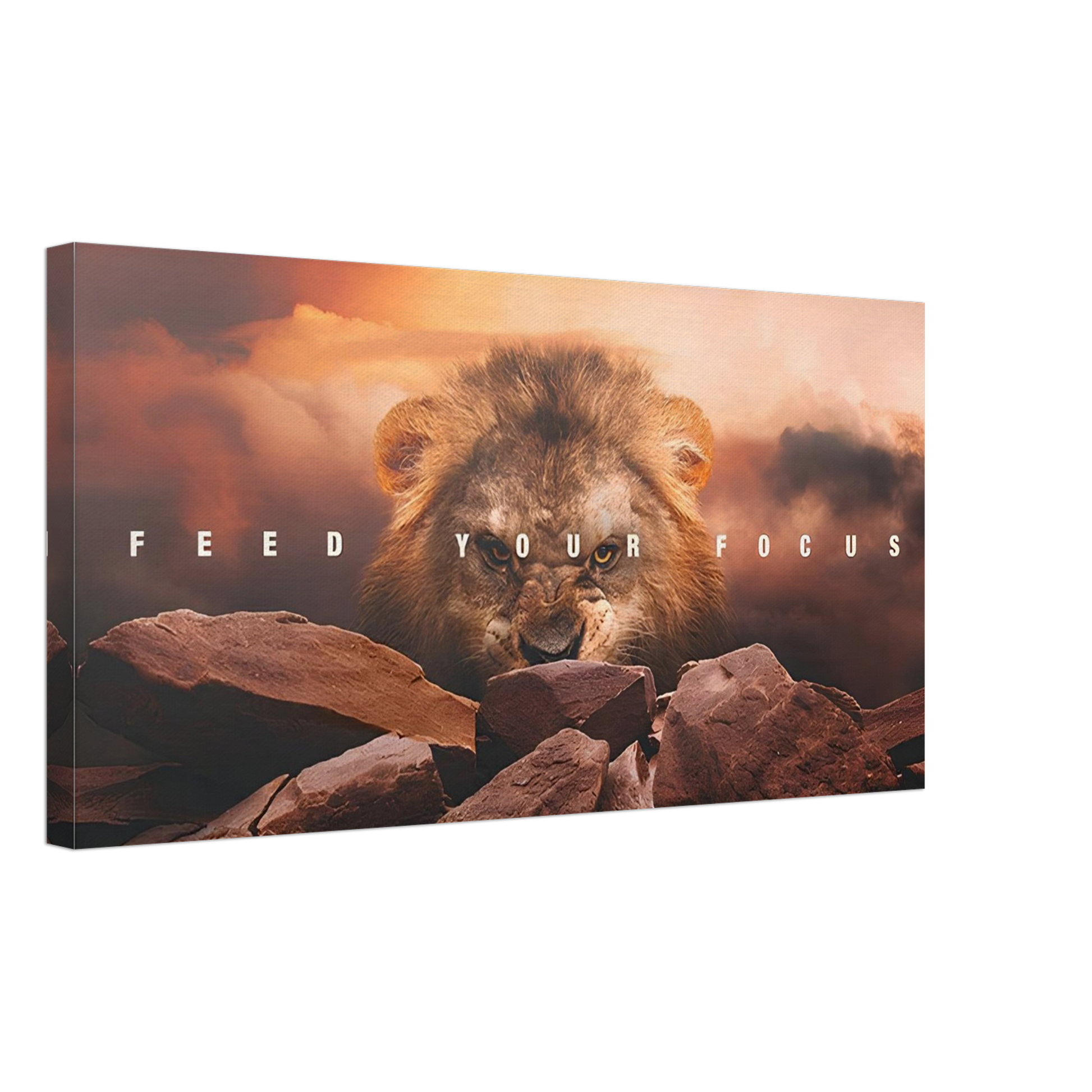 The Lion's Gaze