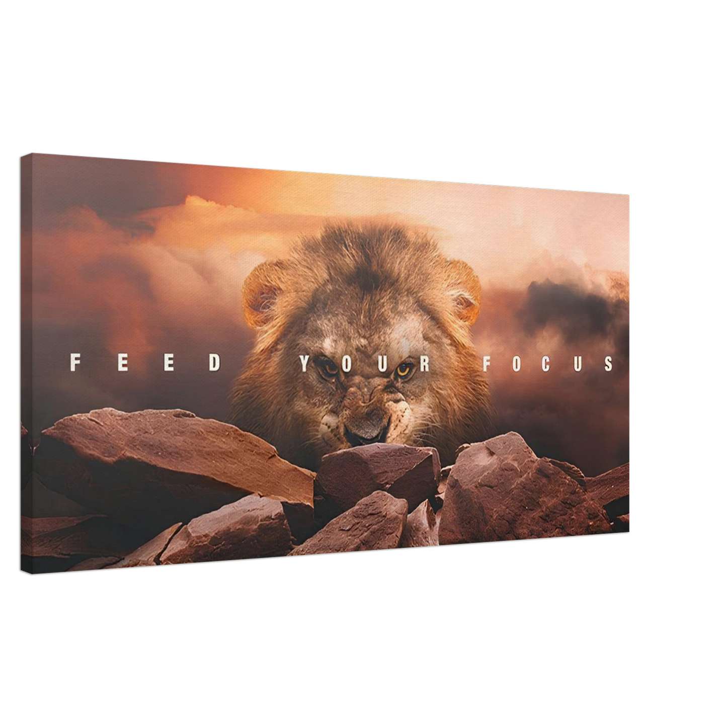 The Lion's Gaze